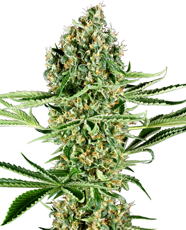 0000015_critical-runtz-feminized-seeds_800-1