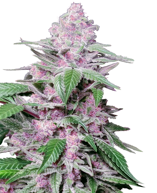 0000020_purple-cookie-kush-feminized-seeds_800-1