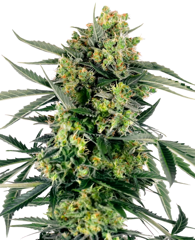 0000026_blueberry-zkittlez-automatic-seeds_800-1
