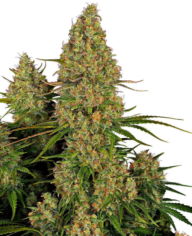 0000029_sticky-orange-xxl-automatic-seeds_800-1