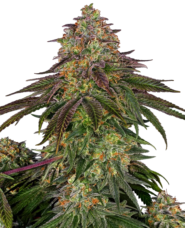 0000053_sweet-cherry-kush-feminized-seeds_800.webp