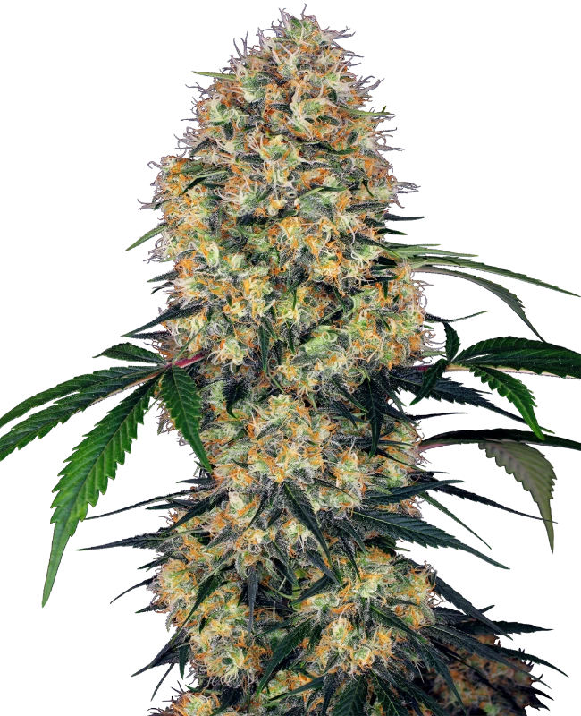 0000092_sensi-amnesia-xxl-automatic-seeds_800-1