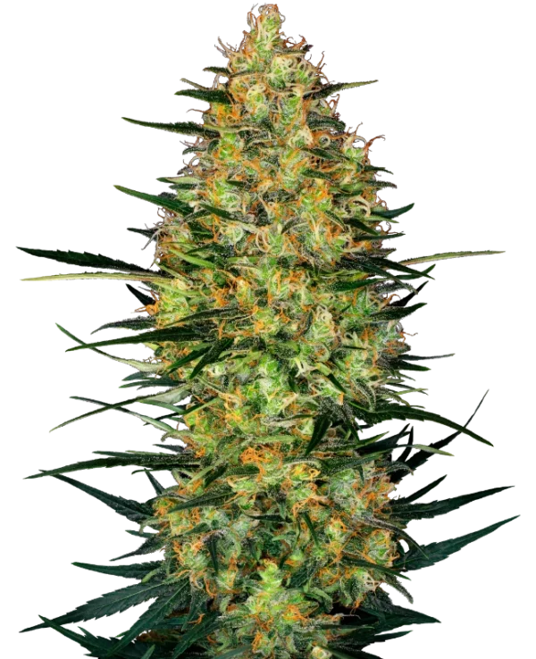 Caramellow Kush Automatic