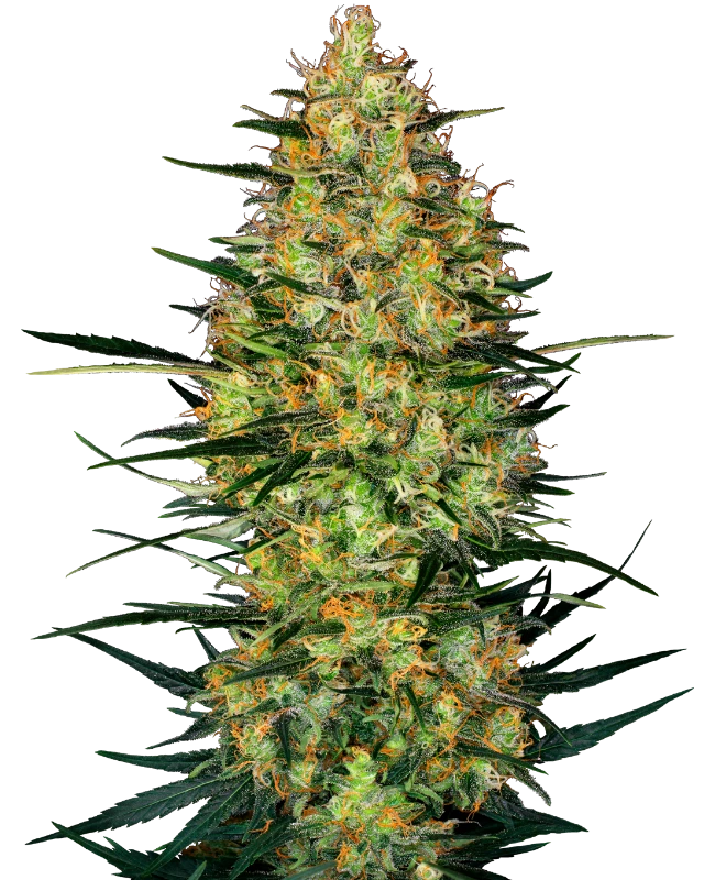 0000095_caramellow-kush-automatic-seeds_800.webp