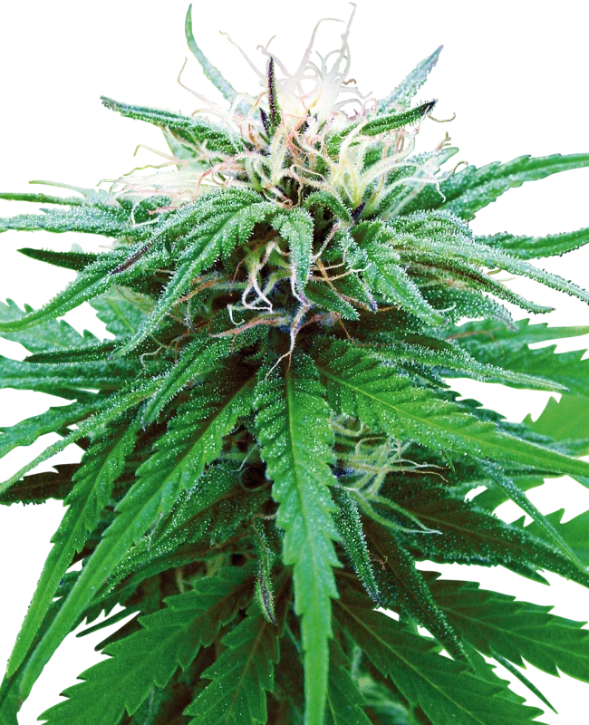 0000393_ruderalis-indica-regular-seeds_800.webp