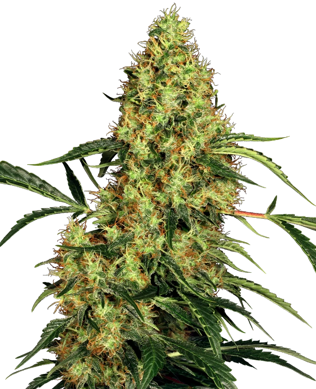 0000399_mexican-sativa-regular-seeds_800-1