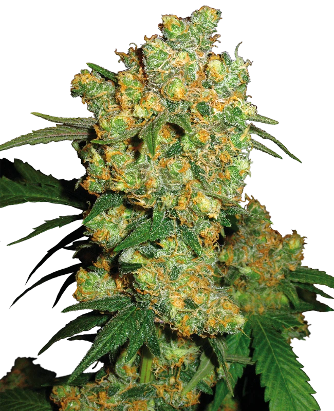 0000623_big-bud-feminized-seeds_800.webp