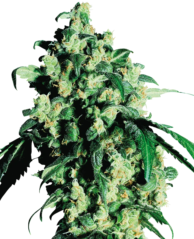 0000703_super-skunk-regular-seeds_800-1