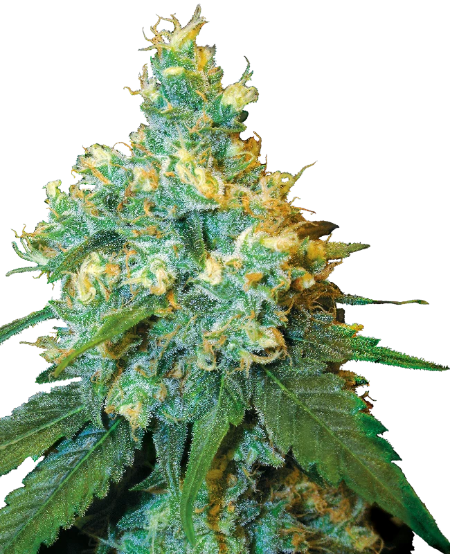 0000764_jack-herer-feminized-seeds_800-1