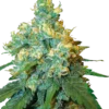 Jack Herer®