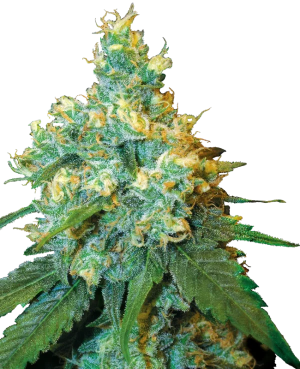 Jack Herer®
