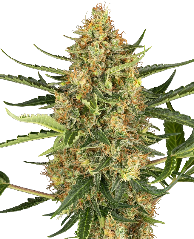 0001155_blueberry-bubblegum-automatic-seeds_800.webp