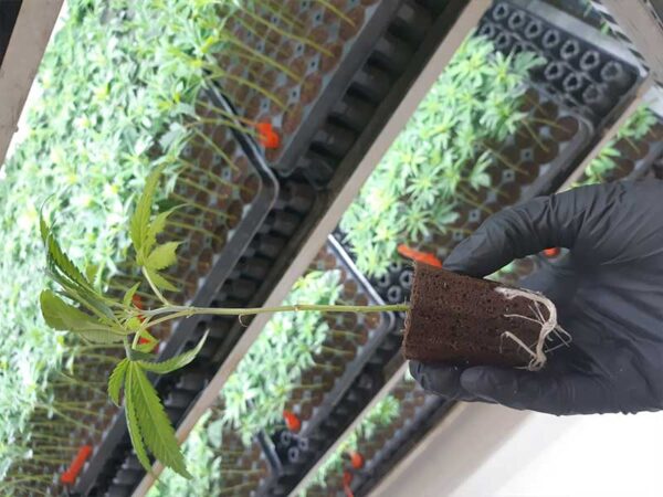 Ein Og Kush Steckling