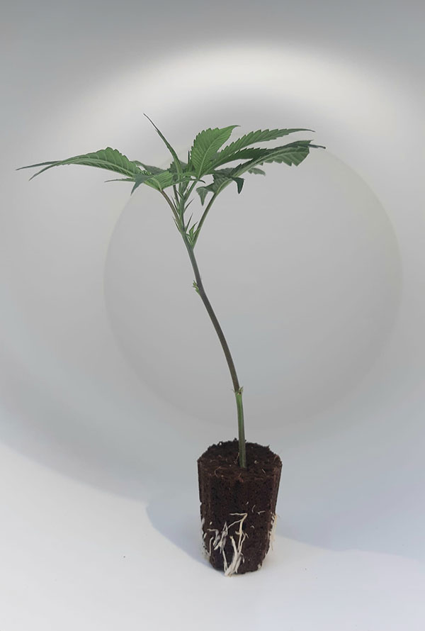 steckling_tropicana-cookies-1