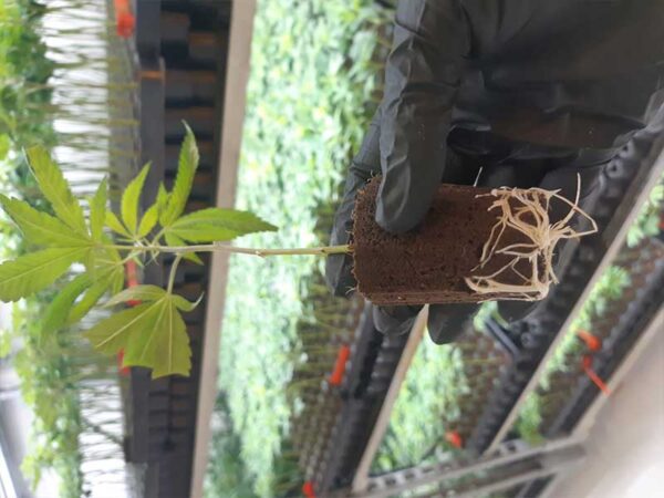 Ein Steckling aus unserer High-End Stecklingsproduktion