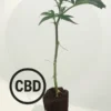 V1 CBD Steckling